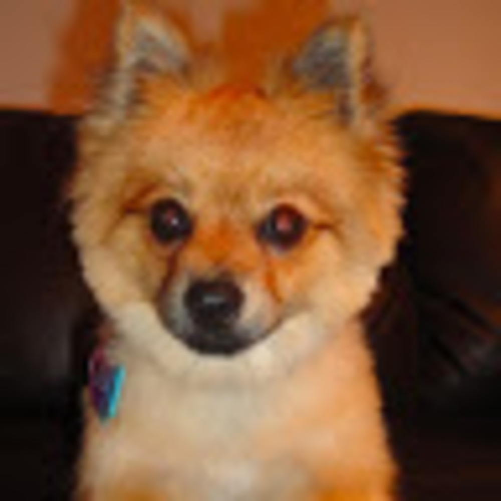 Meet your Posher, An